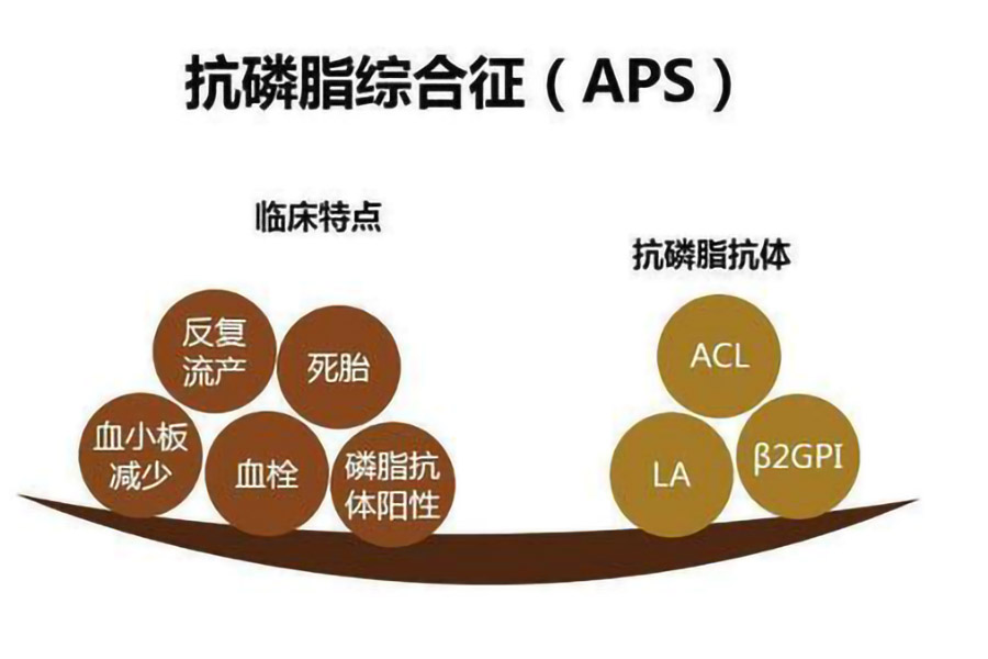抗磷脂综合征.jpeg