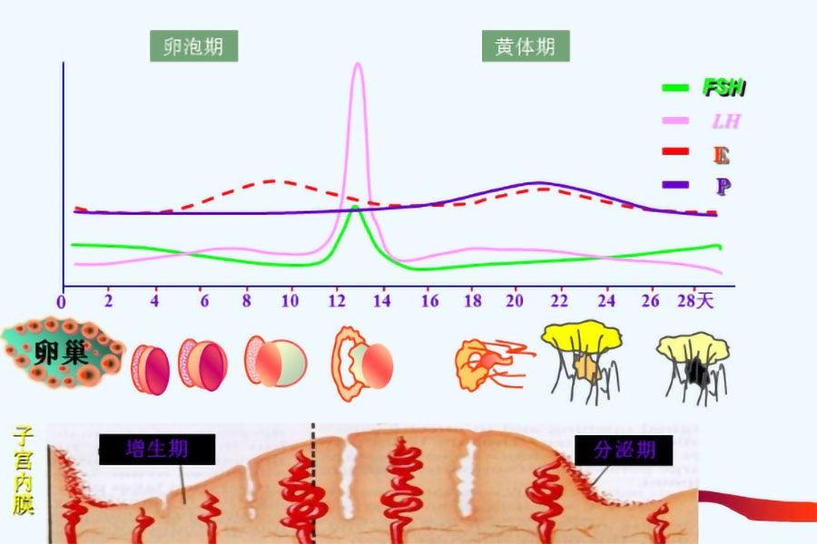 激素六项22.jpg