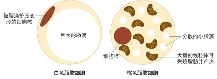 脂肪