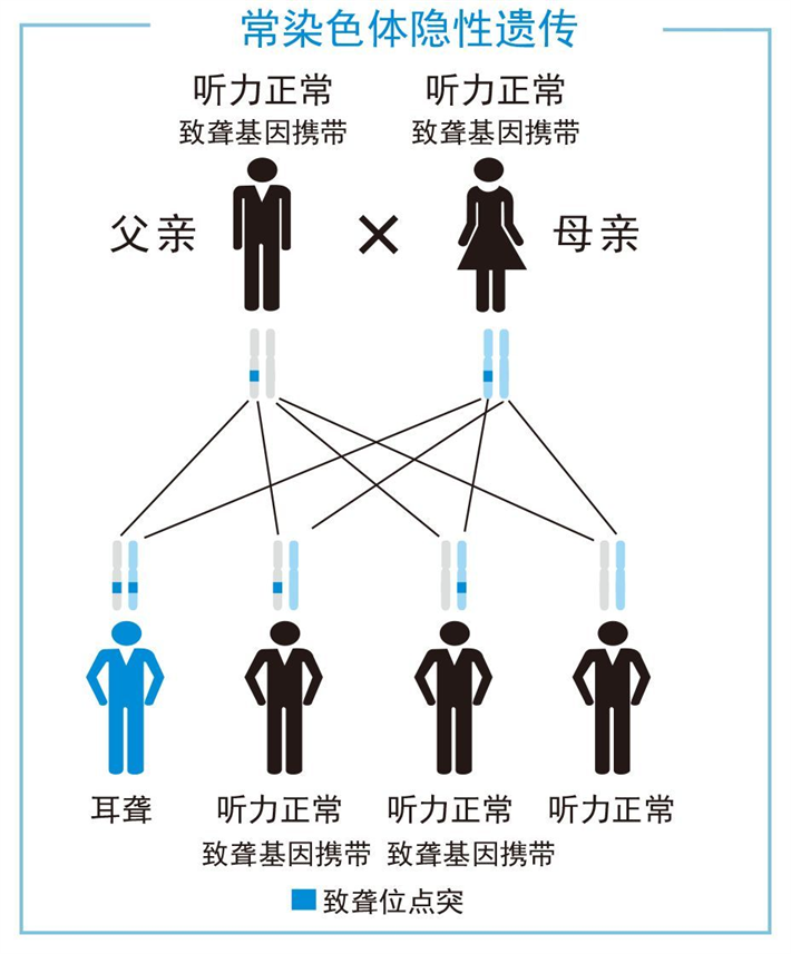 耳聋基因遗传图