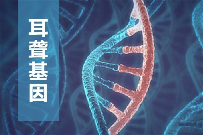 耳聋基因2.jpg