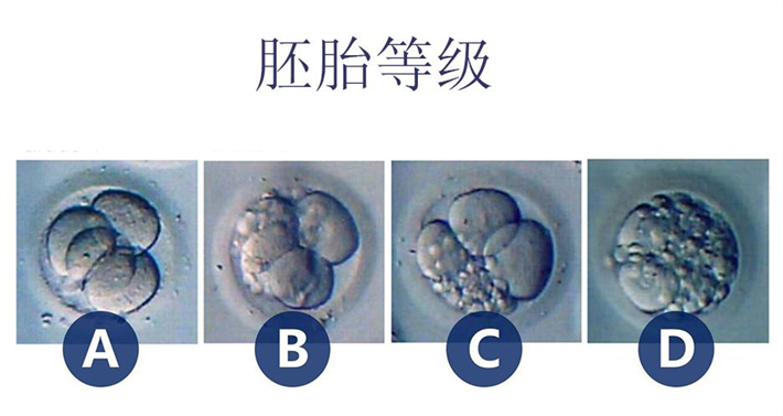 胚胎等级.png