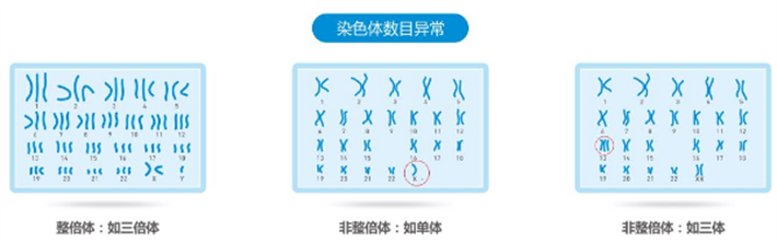 染色体数目异常.png