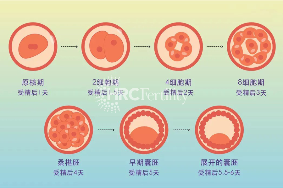 囊胚发育过程