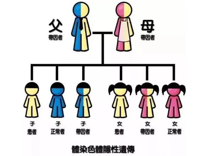 染色体遗传.jpg