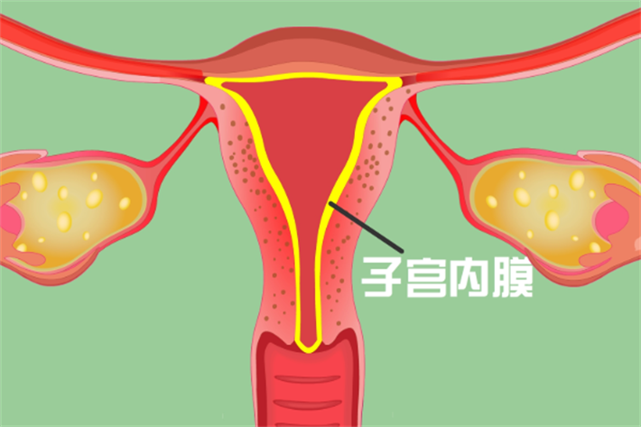 子宫内膜