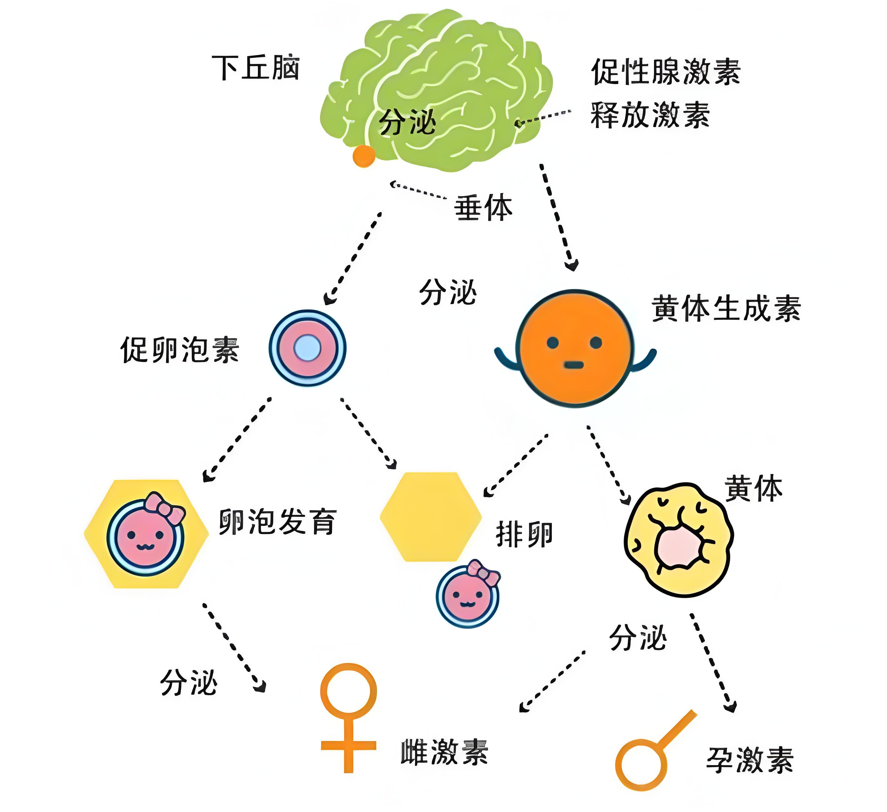 垂体病变
