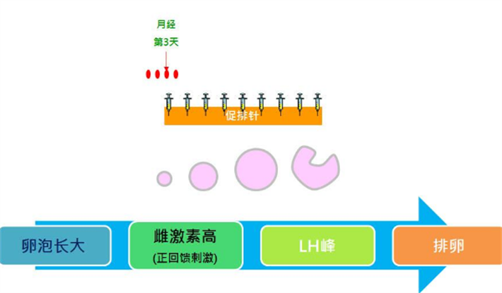 拮抗剂方案