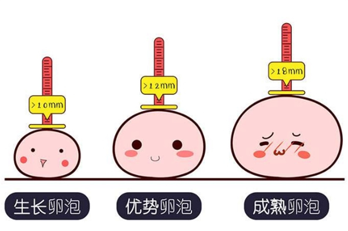 卵泡生长.
