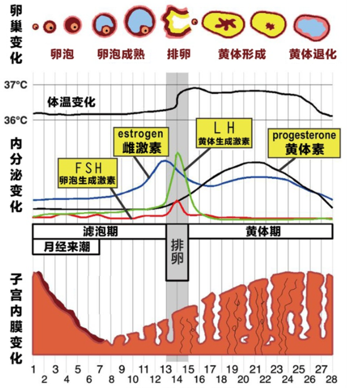 amh值