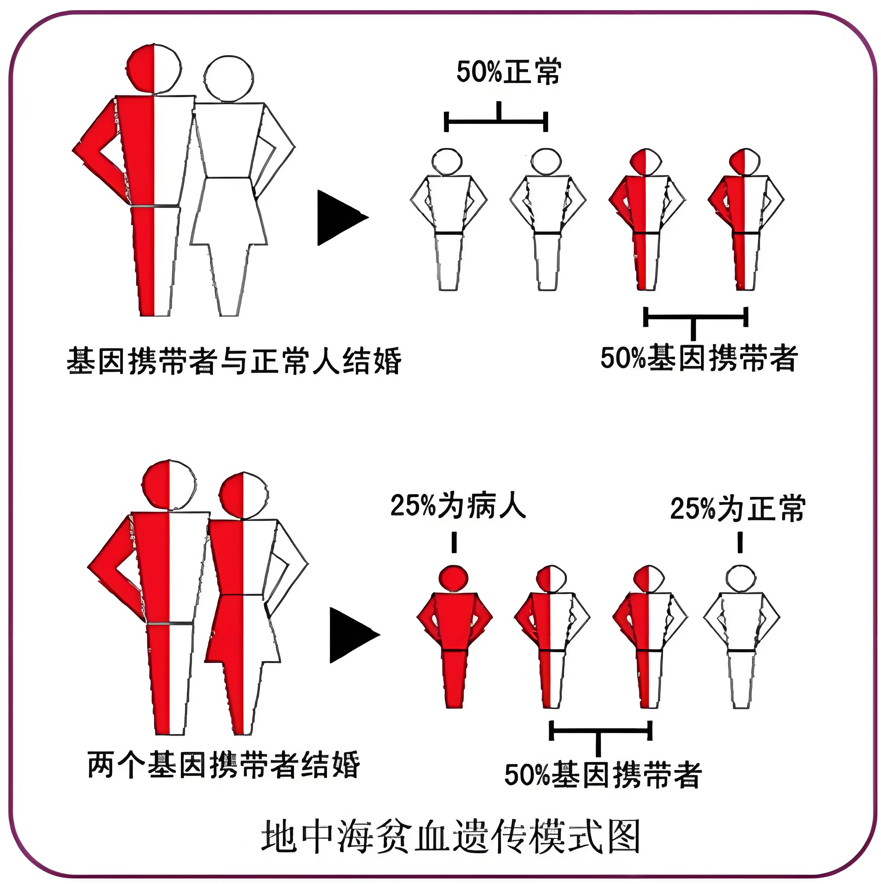 地中海贫血遗传图谱