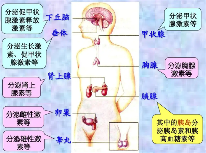 内分泌激素