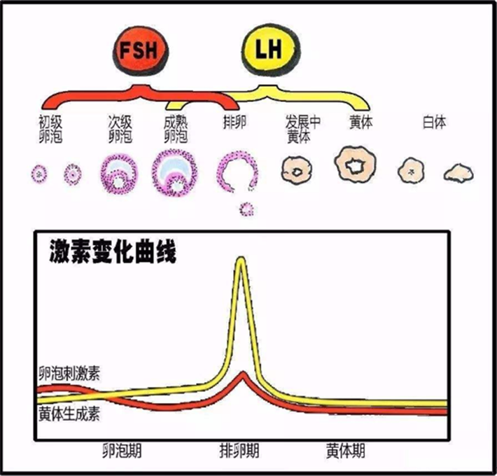 黄体生成素与激素