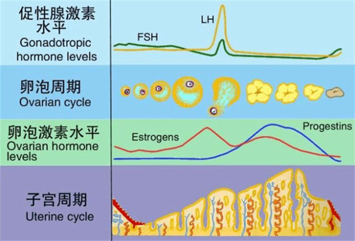 孕激素