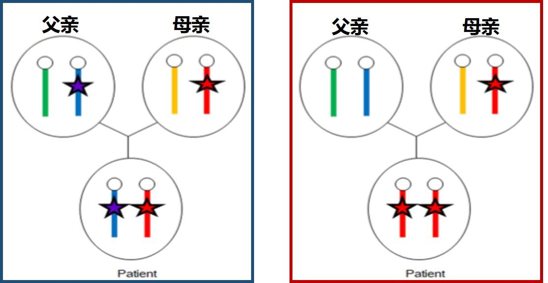 单亲二倍体与单亲二体