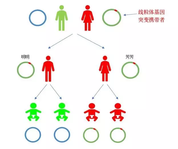 线粒体母系遗传