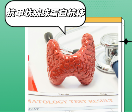 抗甲状腺球蛋白抗体