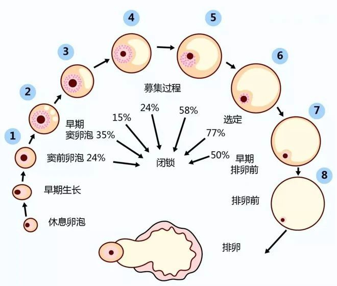 窦卵泡