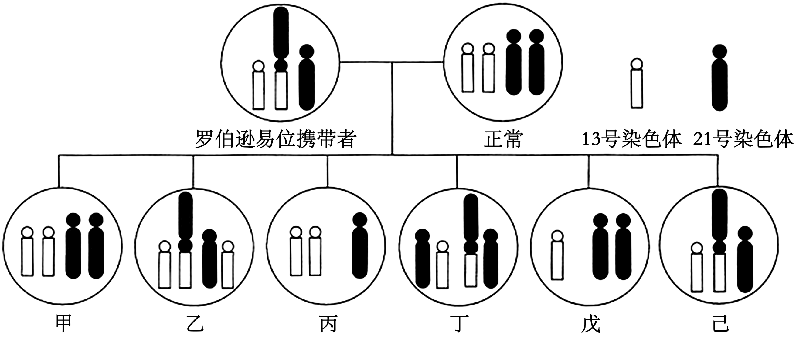 罗伯逊易位遗传图谱