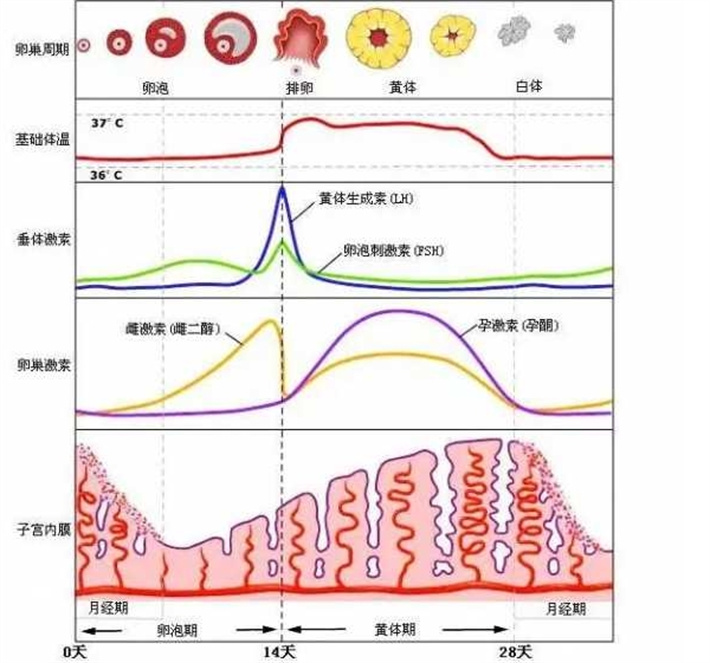 激素水平波动