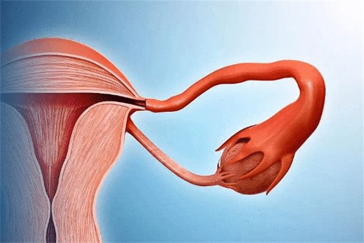 输卵管
