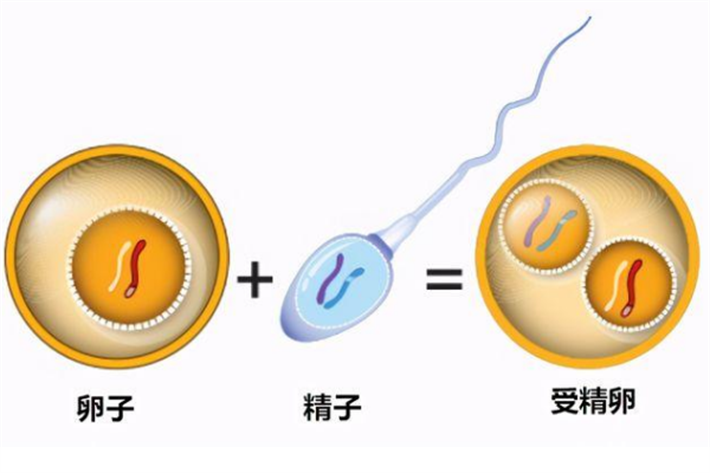 精卵 受精卵