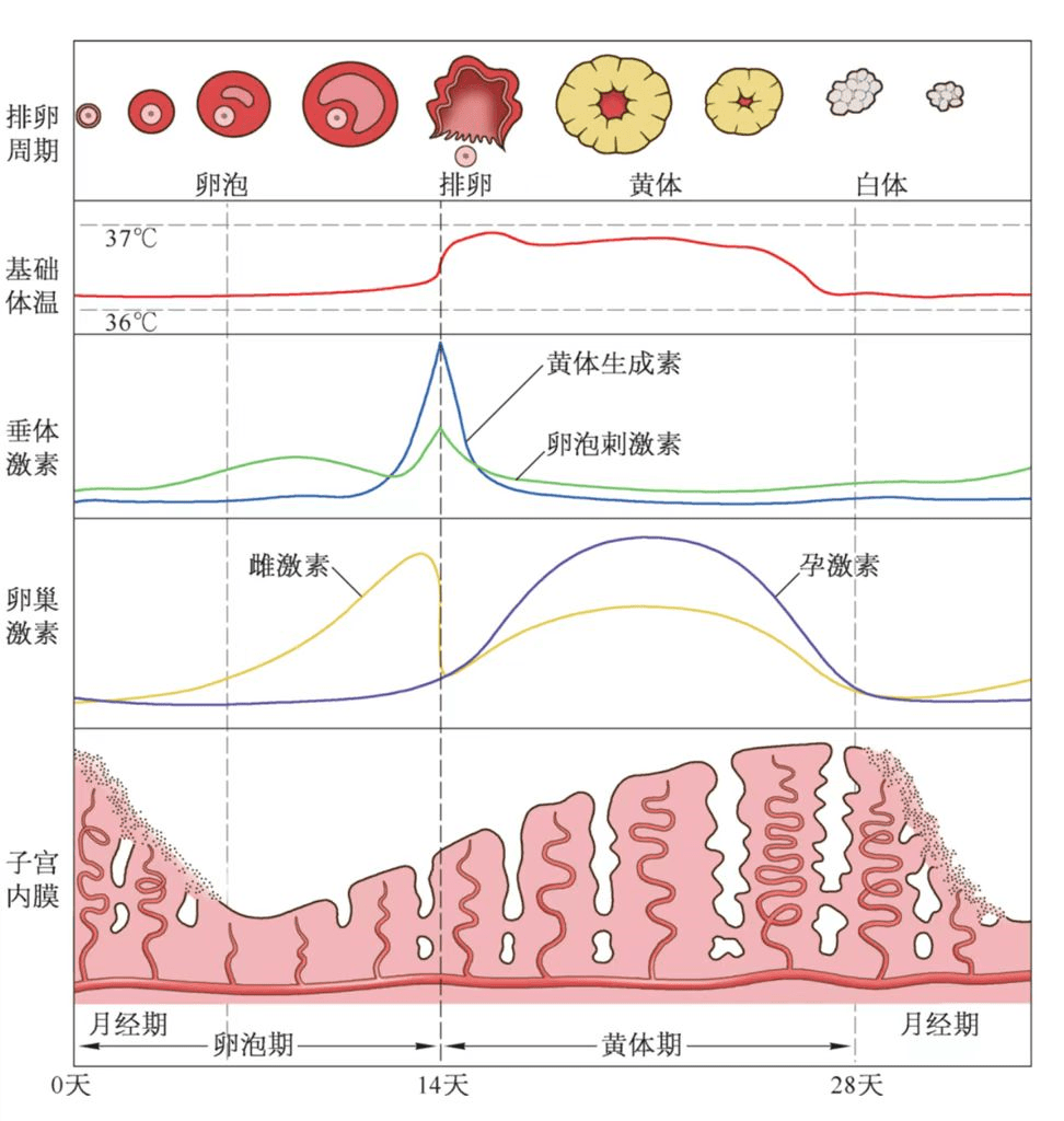 雌二醇变化