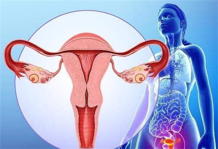 女性子宫环境