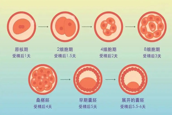 囊胚培育过程.png