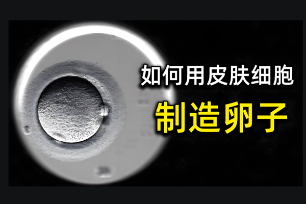 皮肤细胞变成卵细胞.png