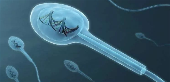 精子遗传物质
