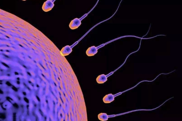 精子受精.jpg