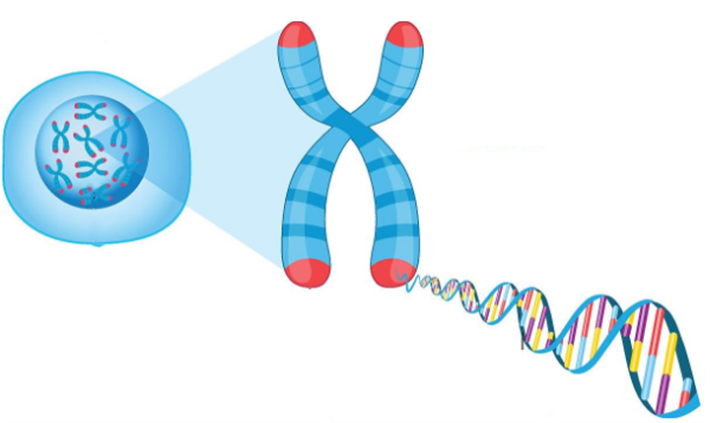 染色体DNA