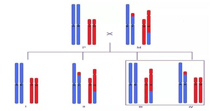 染色体平衡易位