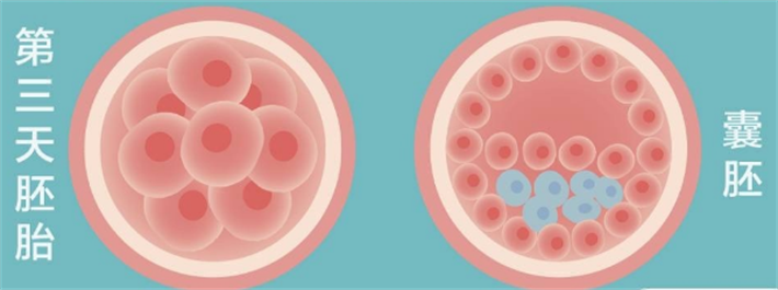 胚胎与囊胚对比