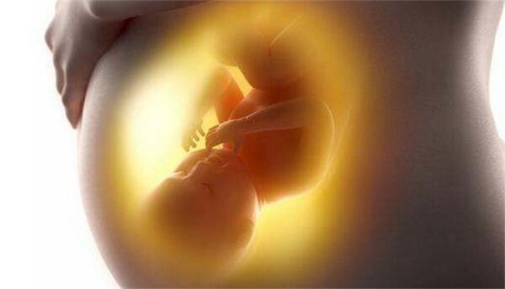 胎儿在母体中发育