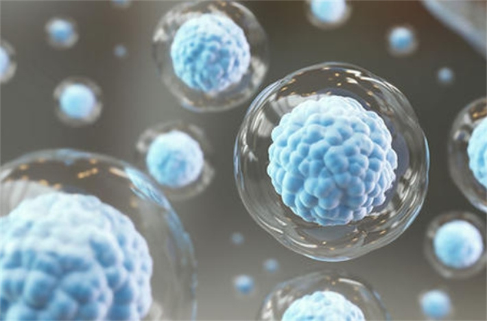 胚胎数量与质量