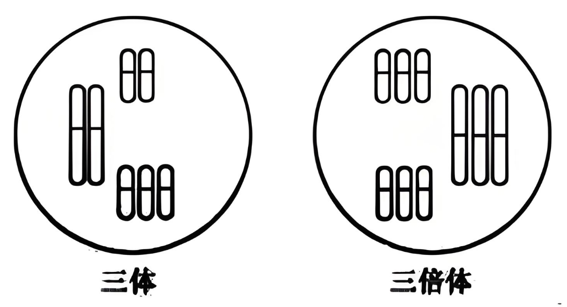 染色体三倍体.png