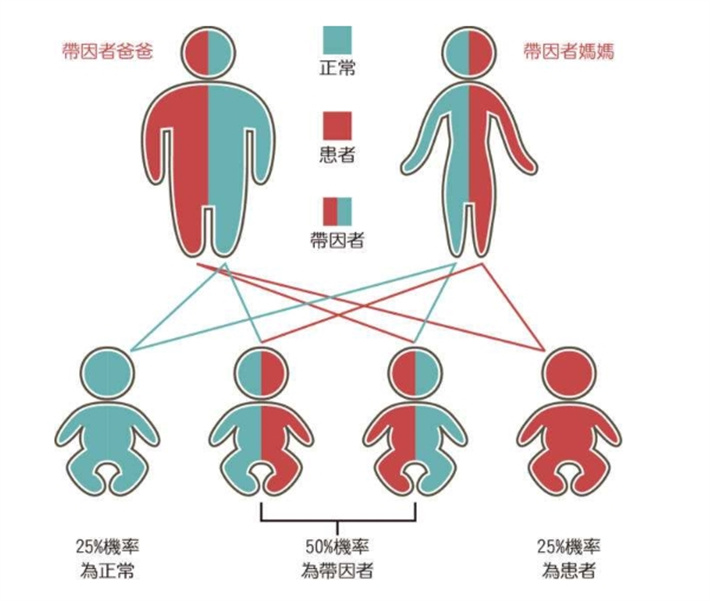 地中海贫血遗传夫妻