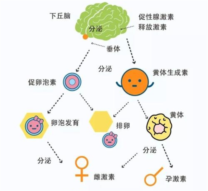 下丘脑-垂体功能异常型