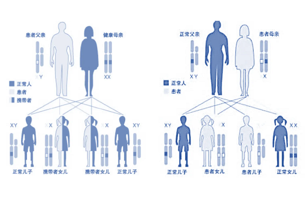 遗传图谱