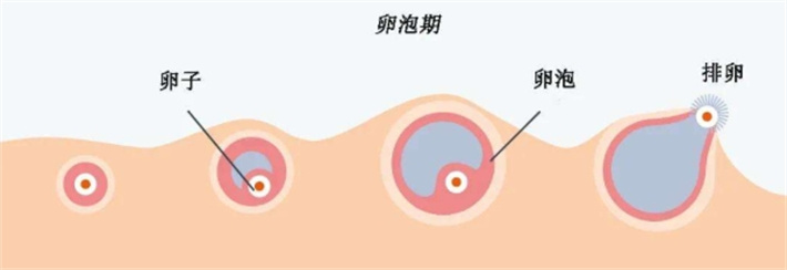 卵泡发育过程