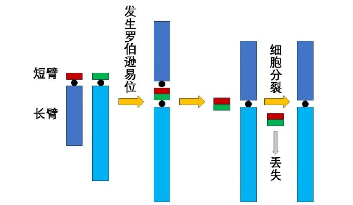罗伯逊易位
