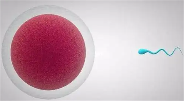 精卵结合