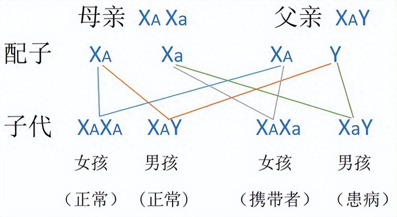 遗传图谱