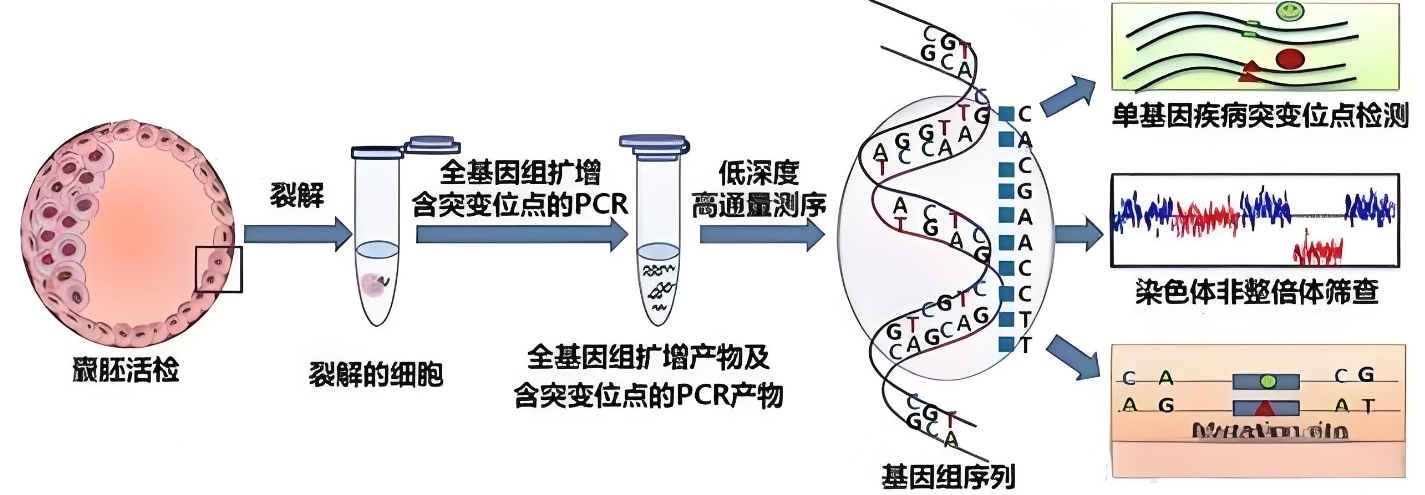 囊胚基因筛查 pgt.png