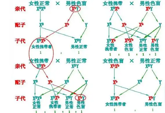 遗传图谱