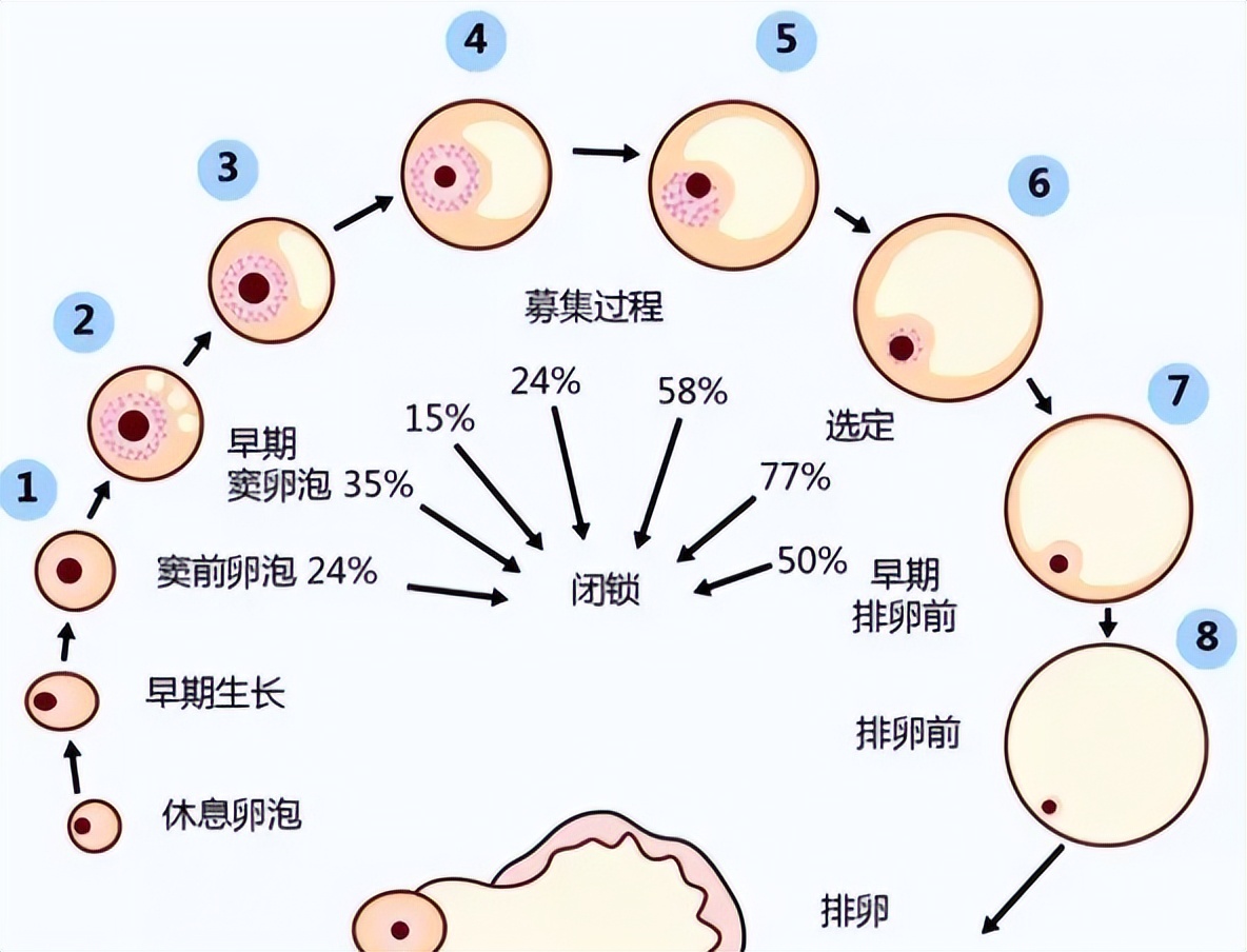 卵子生长周期