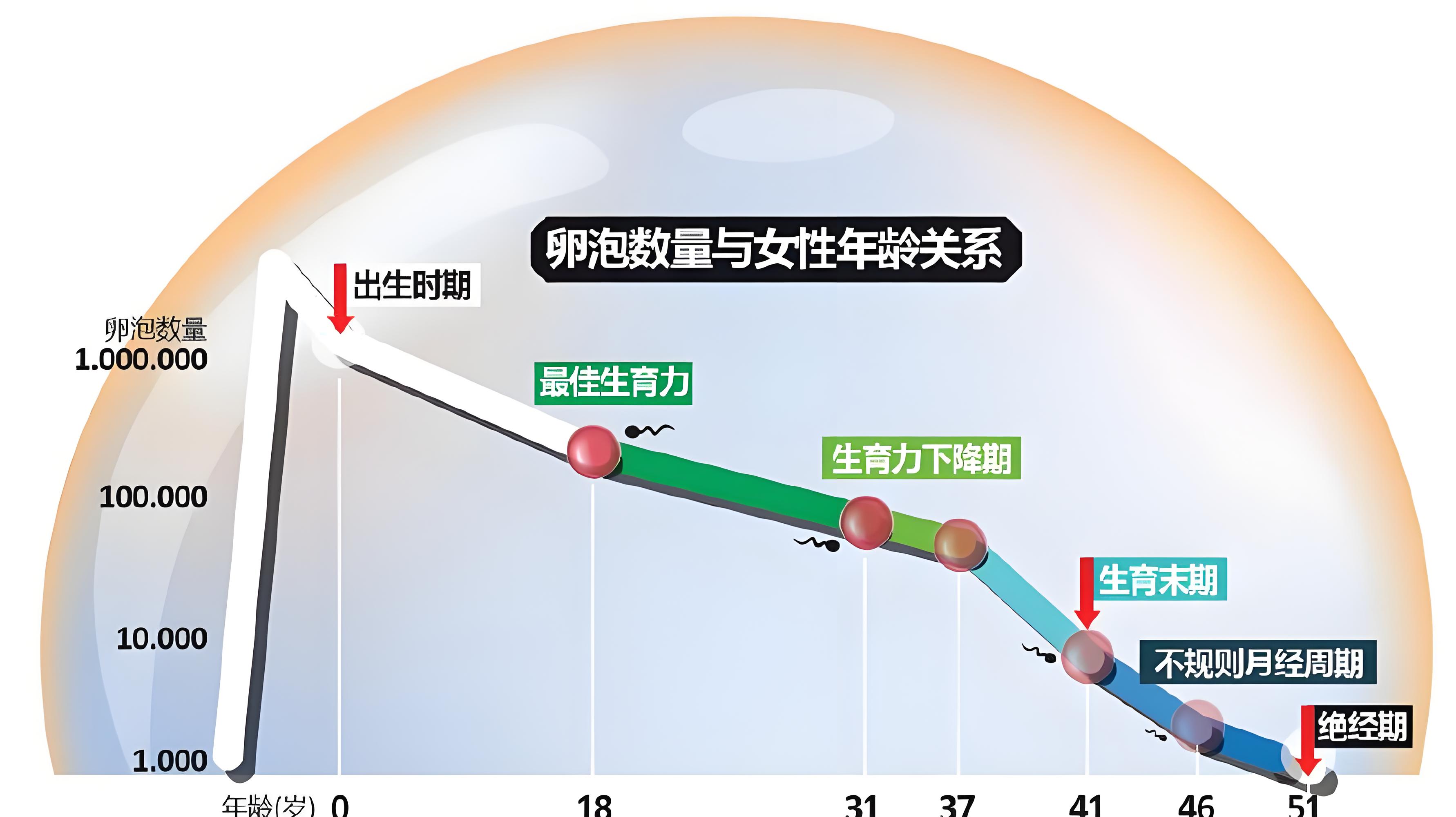 卵泡与年龄