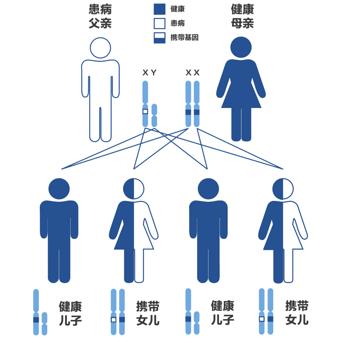 遗传图谱